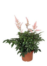 Astilbe 17 cm potte